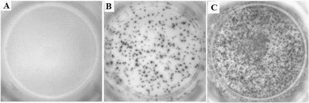 Tuberculous infection T cell detection kit and detection method thereof