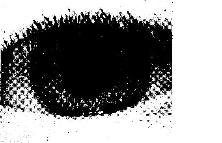 Iris recognition method based on wavelet transform and maximum detection