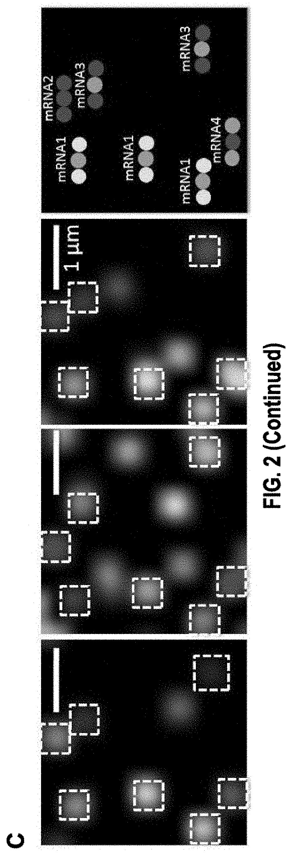 Sequential probing of molecular targets based on pseudo-color barcodes with embedded error correction mechanism