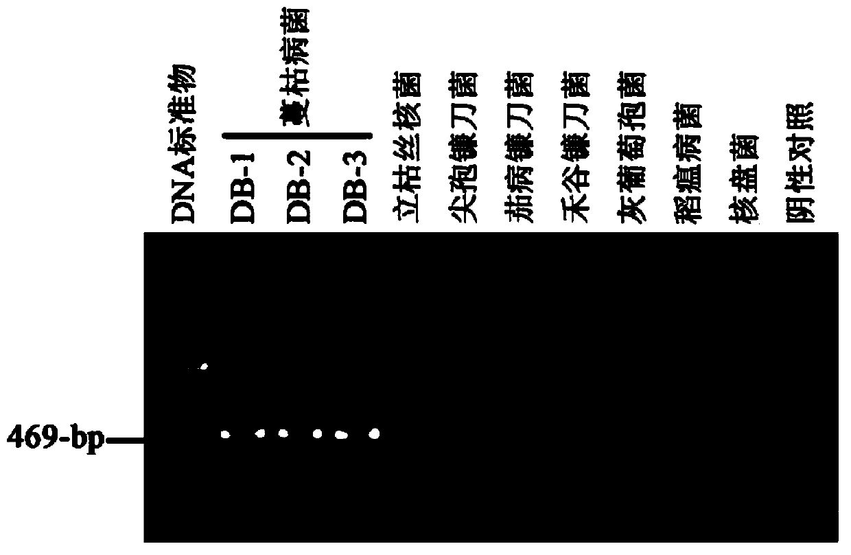 Specific primer and kit for detecting melon gummy stem blight