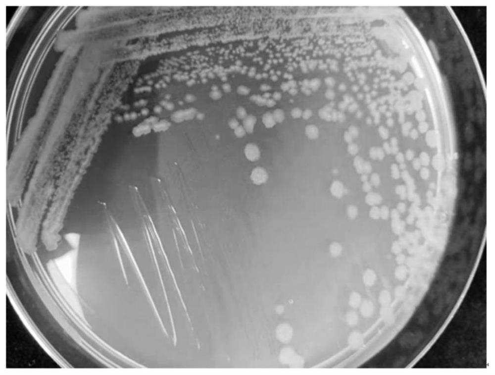 Bacillus subtilis and application thereof in manure compost deodorization