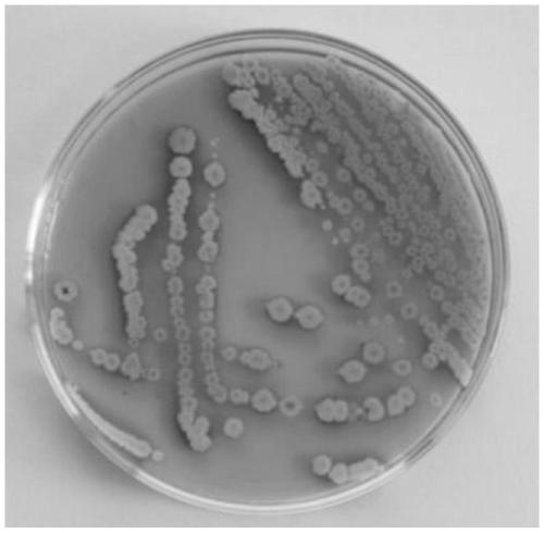 Pear blight antagonistic bacterium, biological bactericide and application thereof