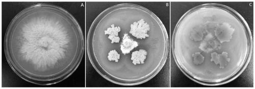 Pear blight antagonistic bacterium, biological bactericide and application thereof