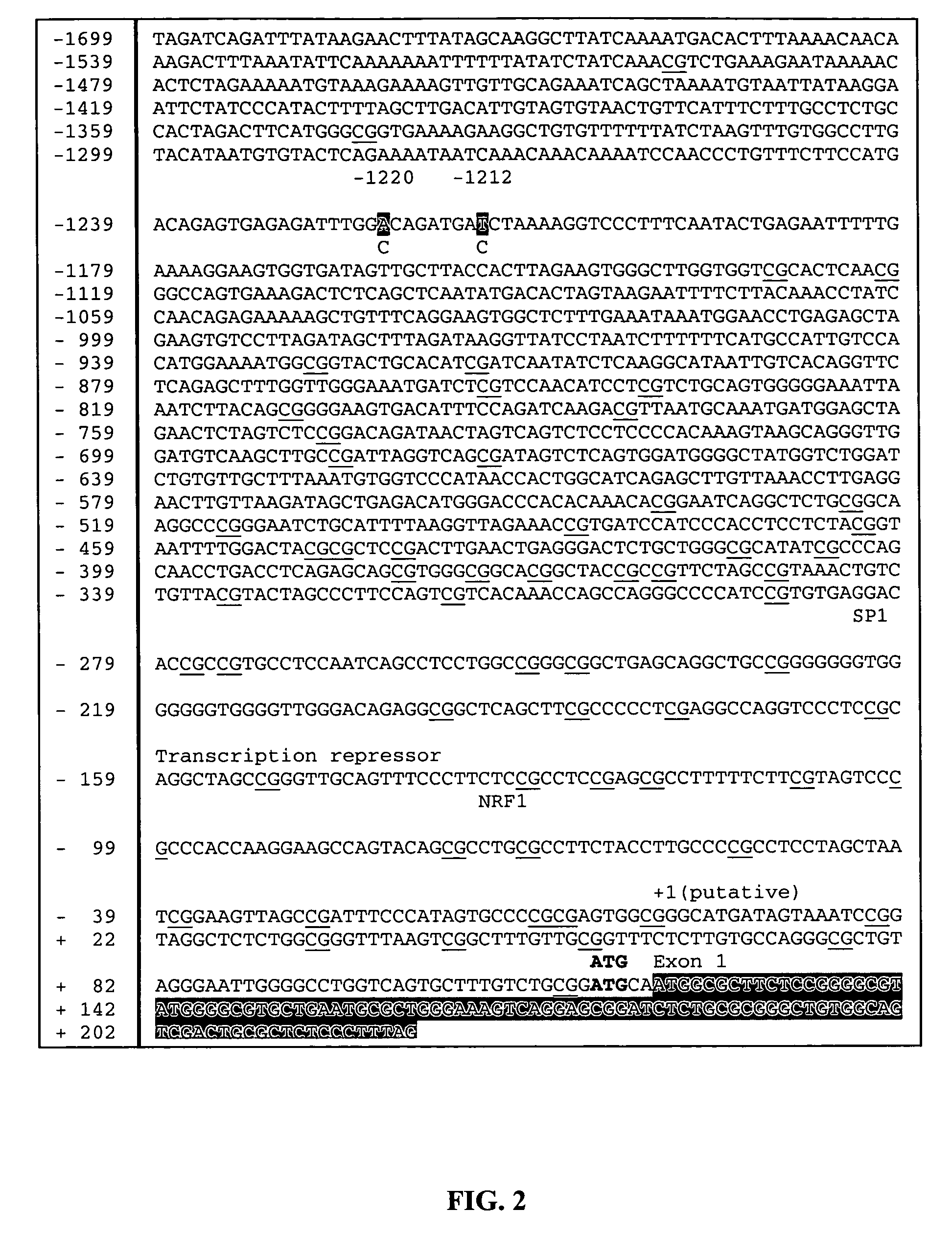 Polymorphisms in mitochondrial transcription factor A ("TFAM") gene and their associations with measures of marbling and subcutaneous fat depth in beef cattle