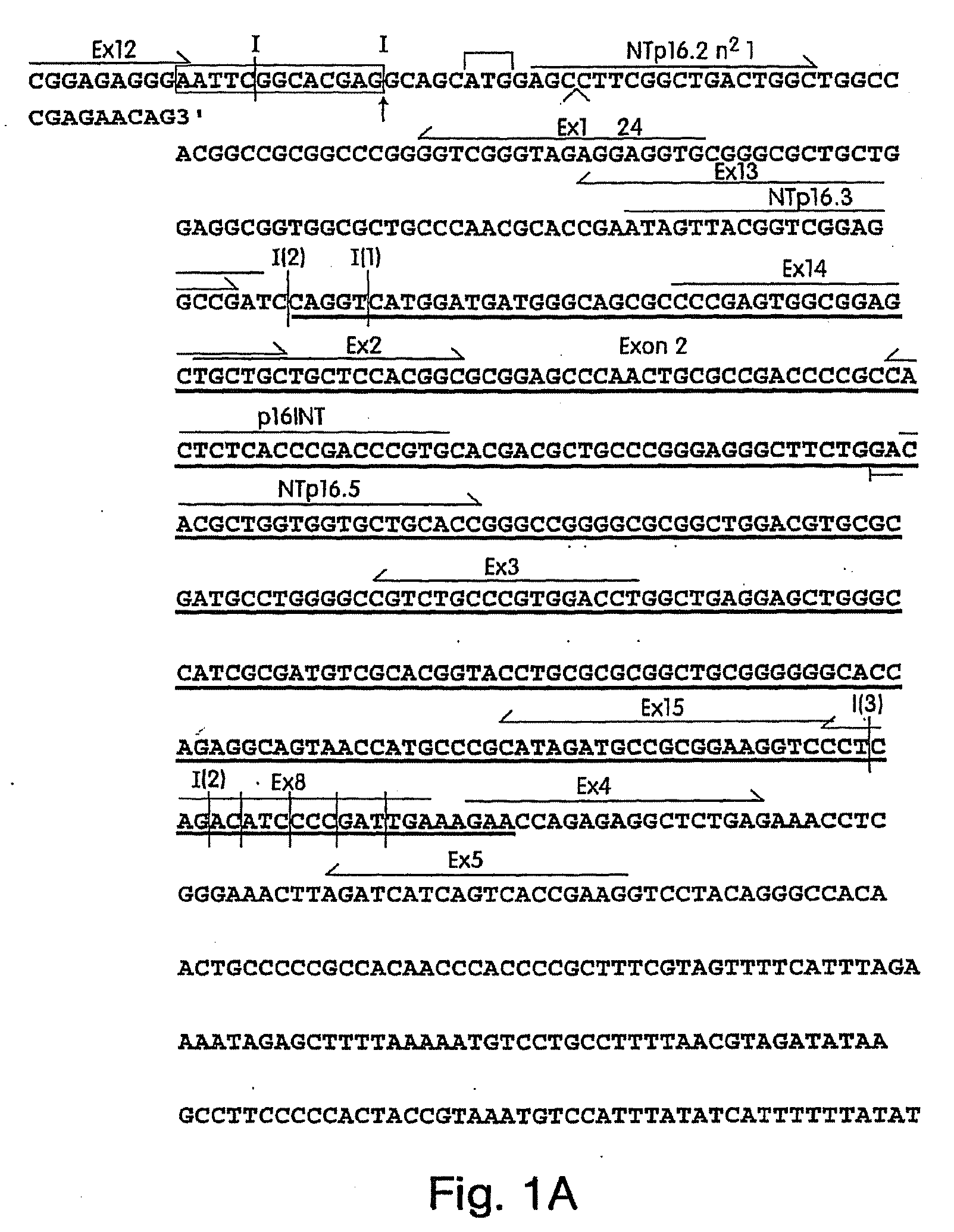 Antibodies to cell-cycle regulatory protein p16, and uses related thereto