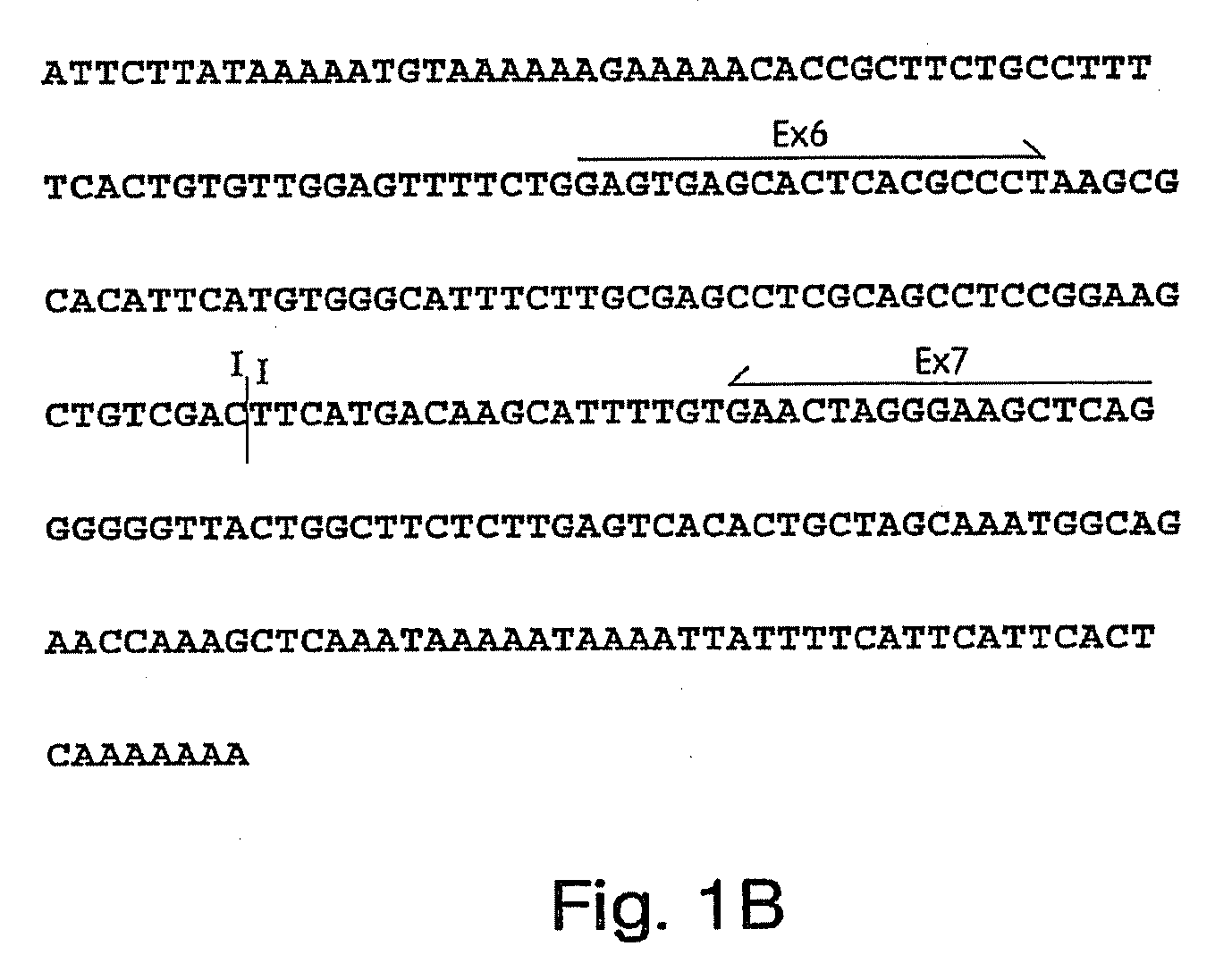 Antibodies to cell-cycle regulatory protein p16, and uses related thereto