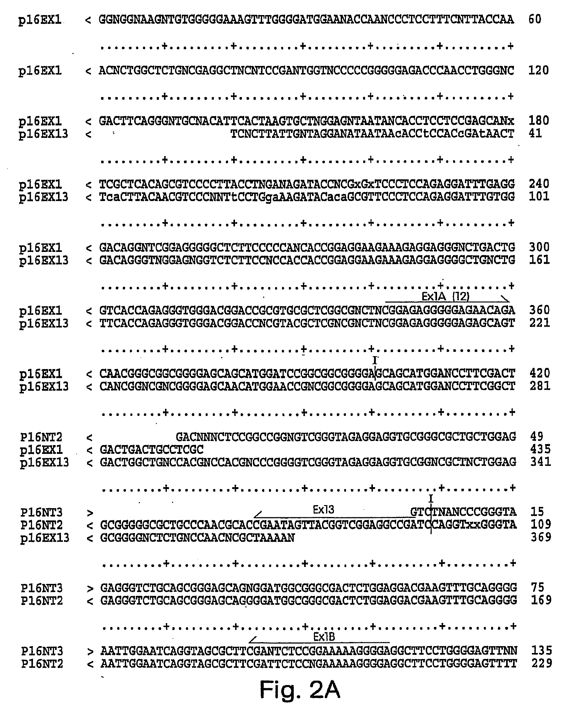 Antibodies to cell-cycle regulatory protein p16, and uses related thereto