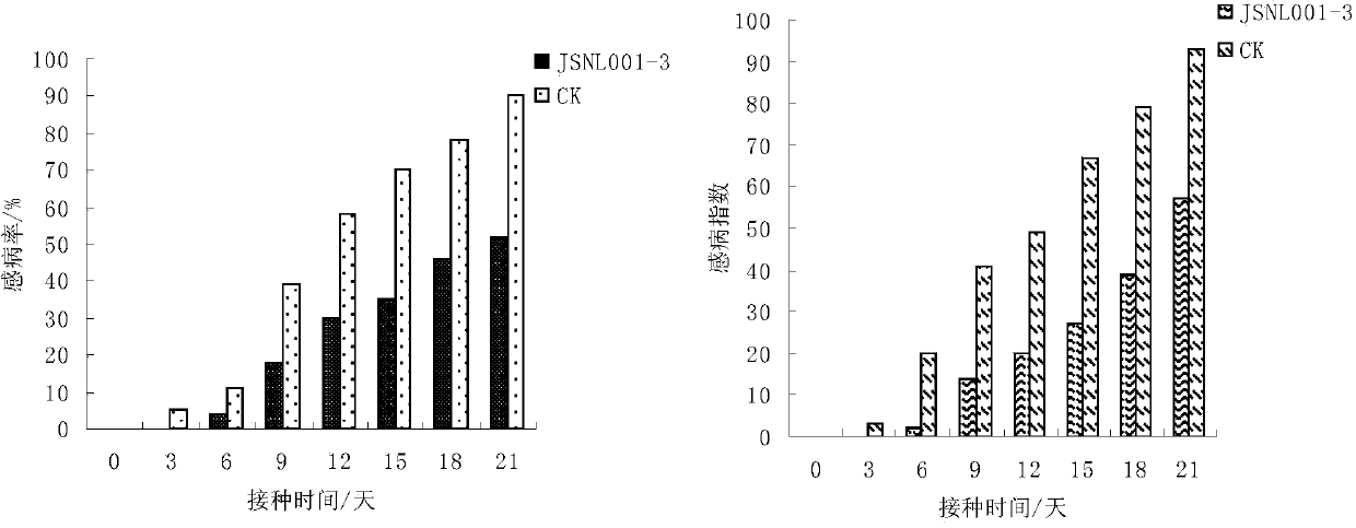 Umbelopsis nana and applications thereof in preventing leaf spot disease of dendrobium officinale