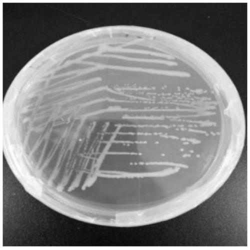 Cellulose degrading bacterium n3 for producing IAA and application thereof