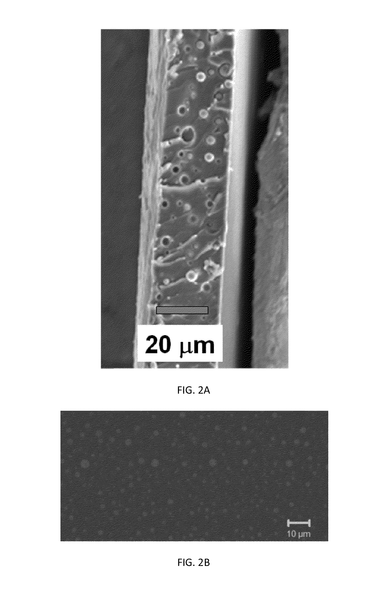 Coatings Containing Polymer Modified Enzyme For Stable Self-Cleaning Of Organic Stains