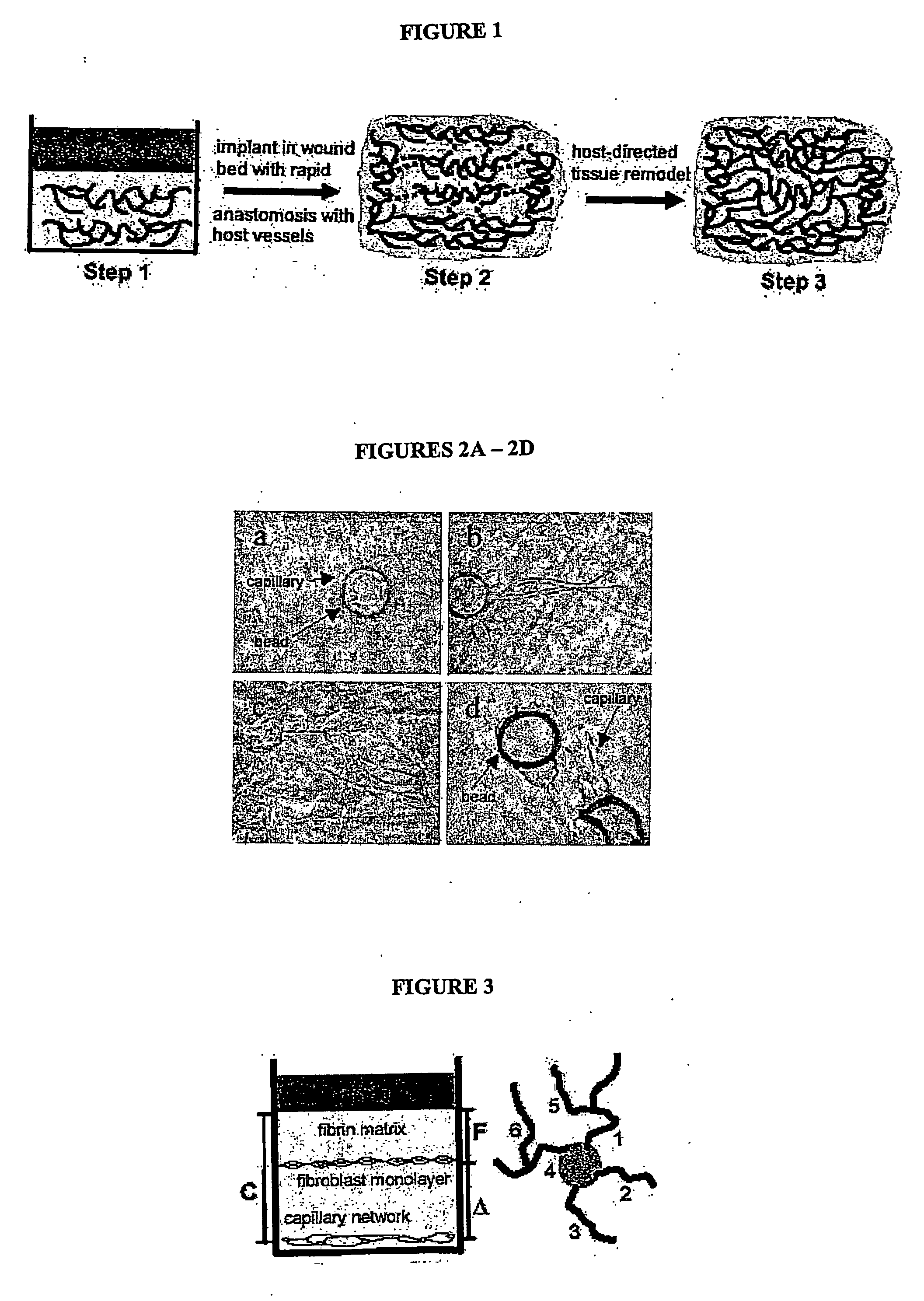 Vacsularized tissue for transplantation