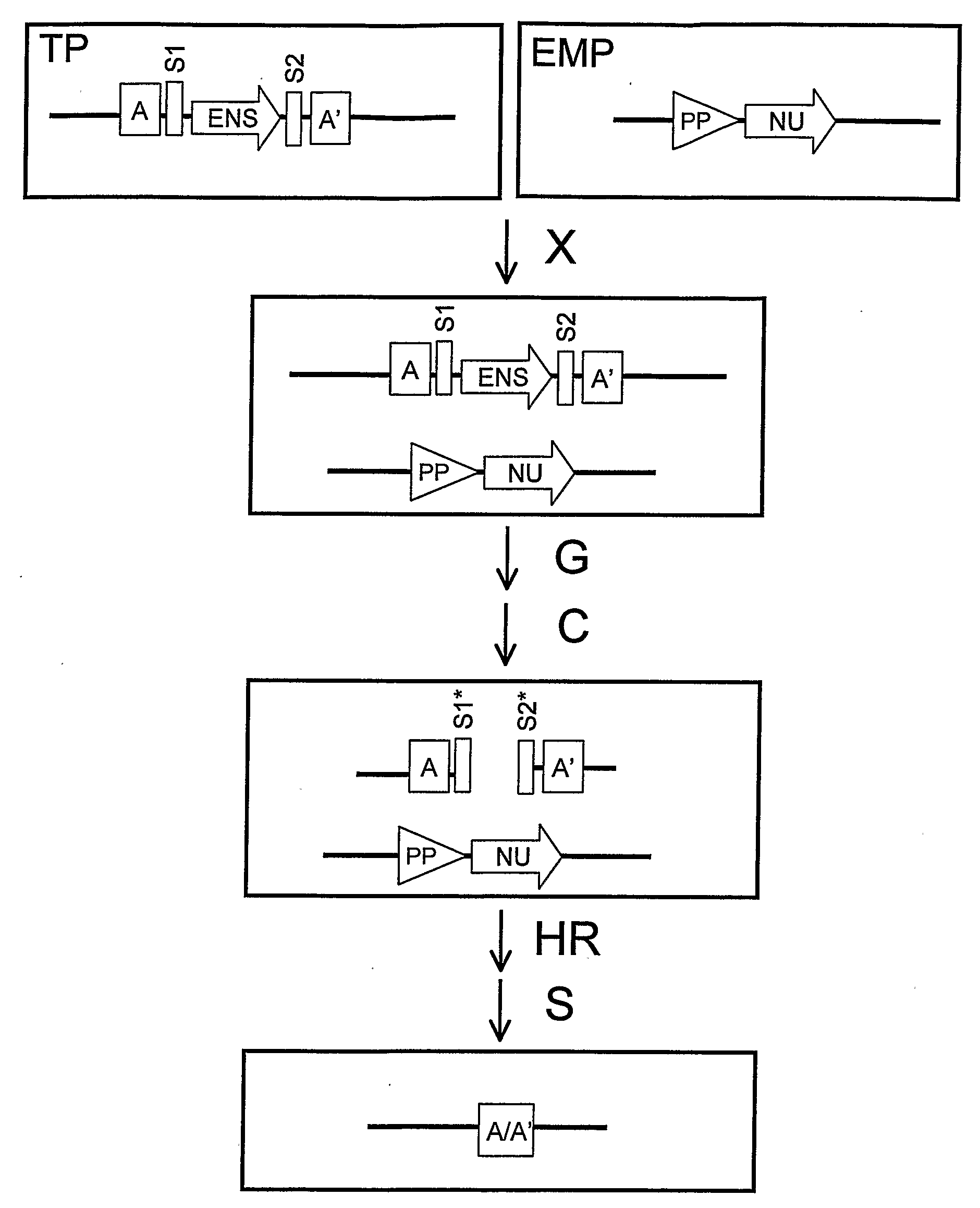 Recombination Cassettes and Methods For Sequence Excision in Plants