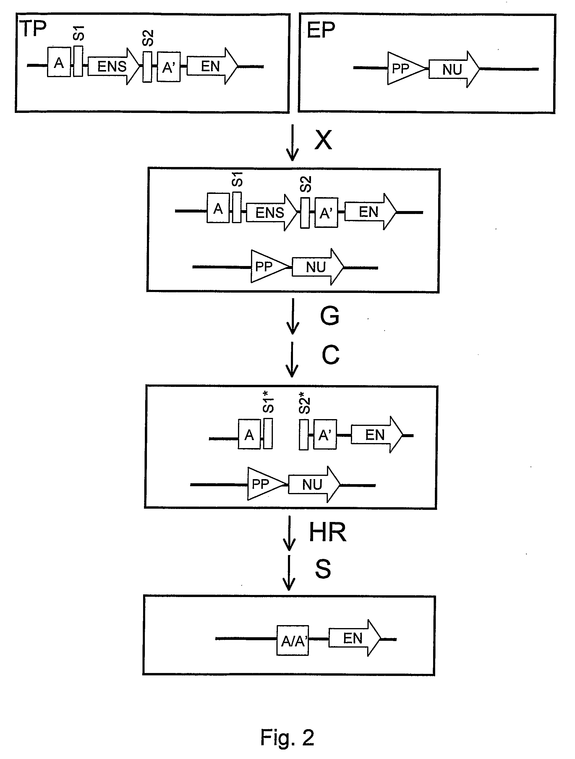 Recombination Cassettes and Methods For Sequence Excision in Plants