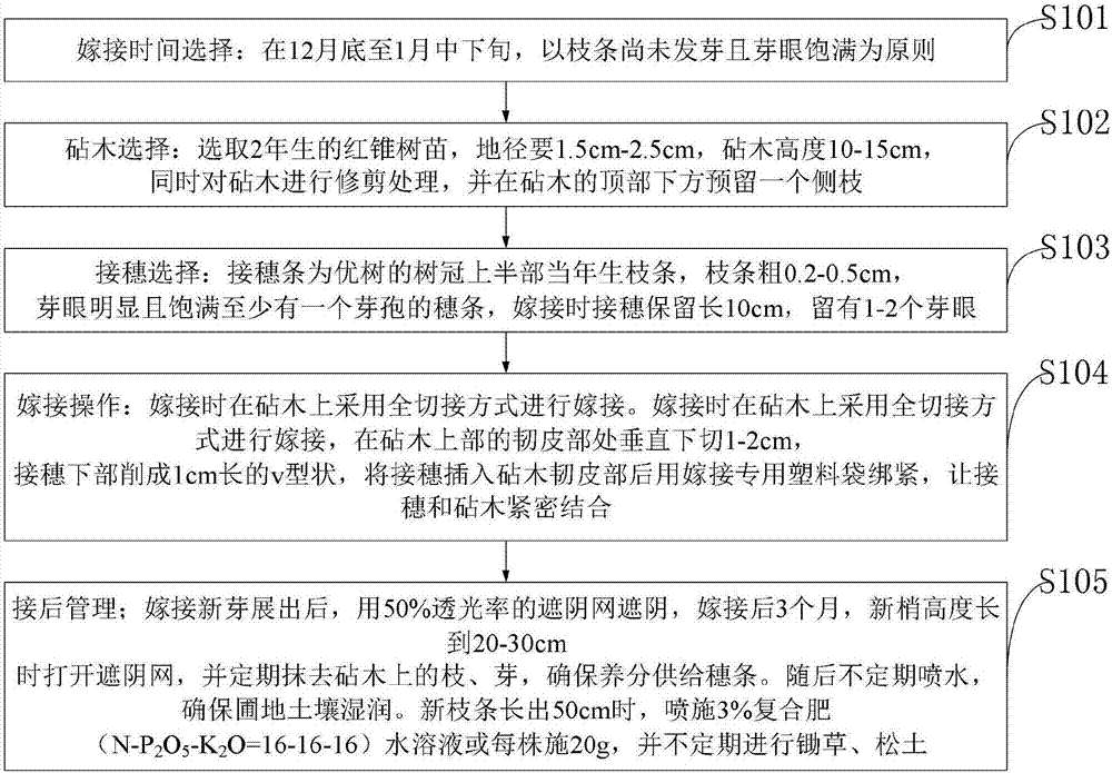 Castanopsis hystrix grafting method