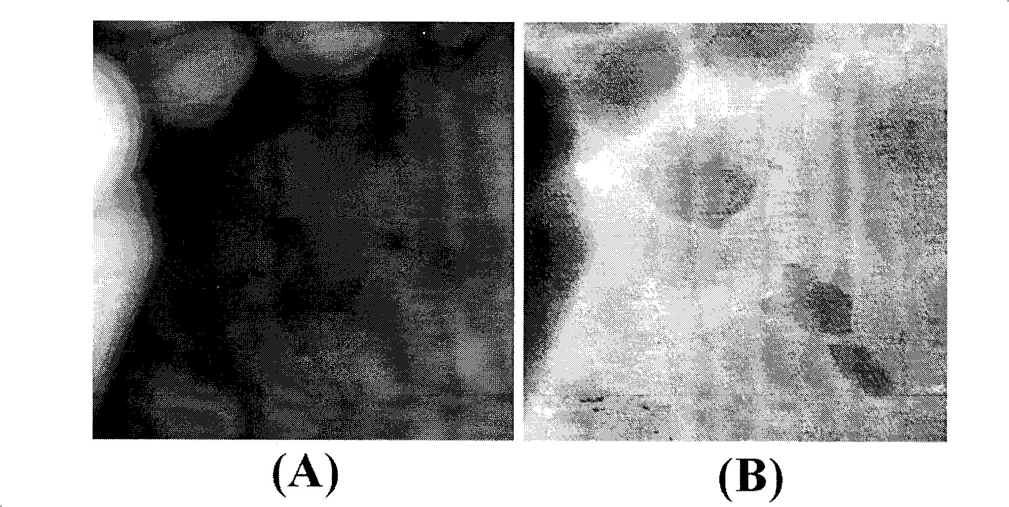 Electrostatic force microscope and measurement method thereof