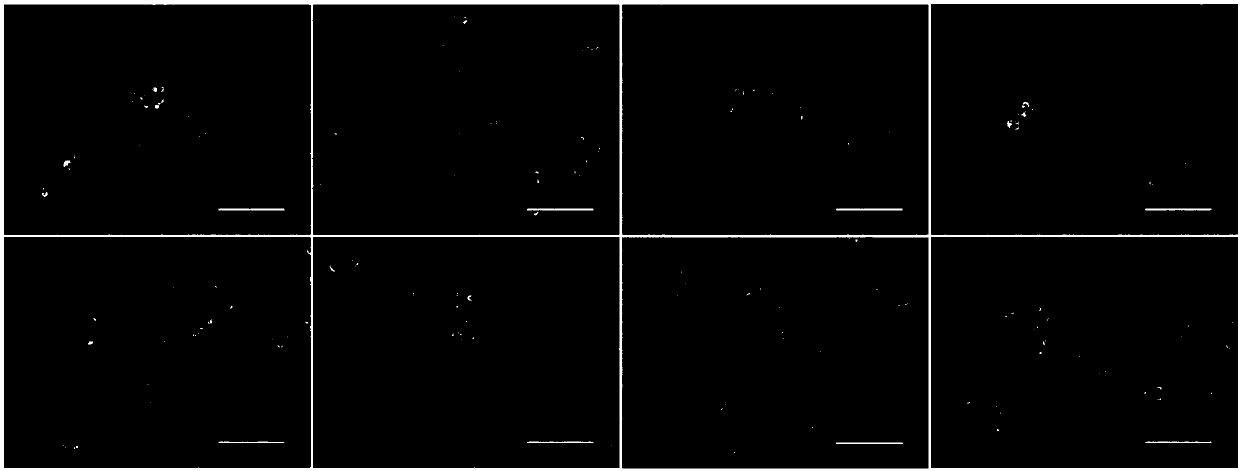 Quinoline-indole derivative and application thereof in preparation of drug used for treating alzheimer disease