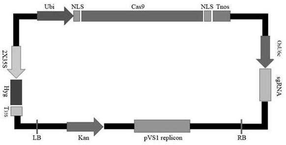 Method and Application of Grg1 Gene for Improving the Plant Type of Bamboo Bamboo