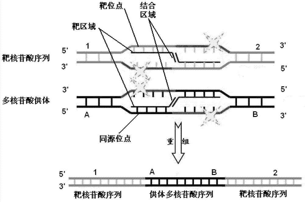 Composition and method for site-specific recombination in hamster cells