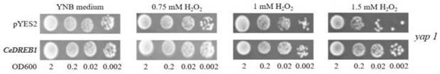 A kind of casuarina gene cedreb1 and its application