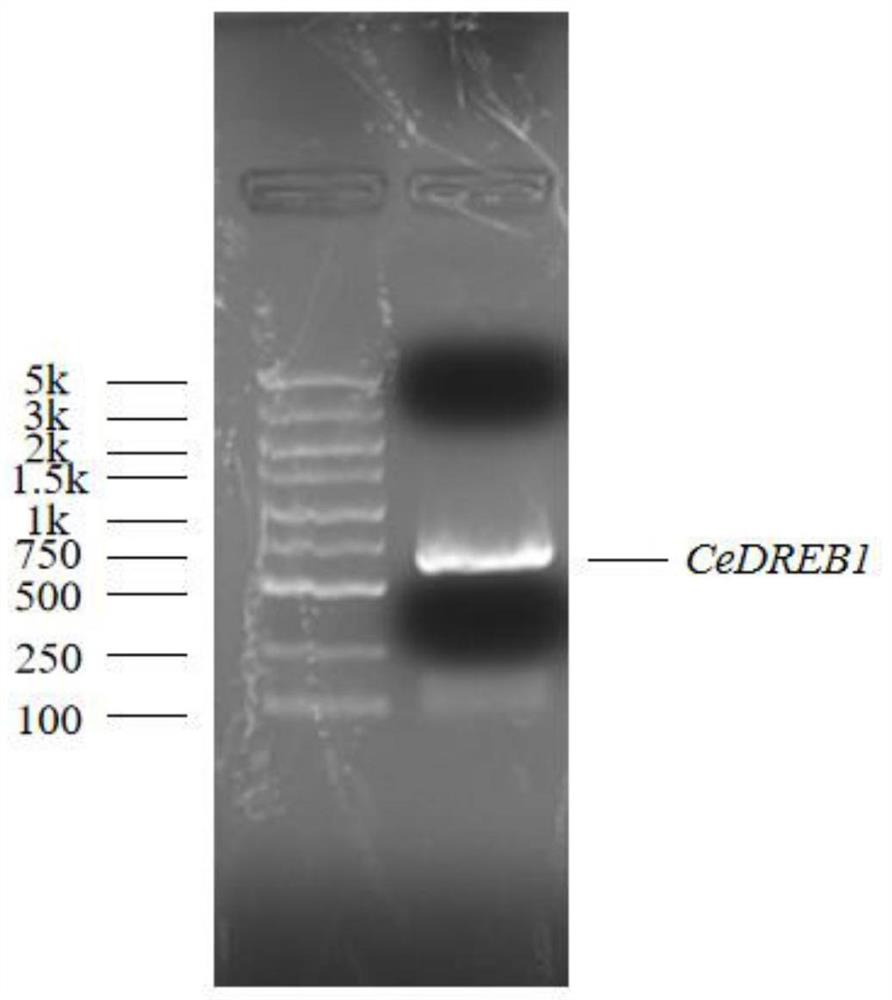 A kind of casuarina gene cedreb1 and its application