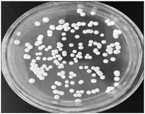 Method for preparing low-nitrite addition depubyomyces hansenii dry fermented sausages