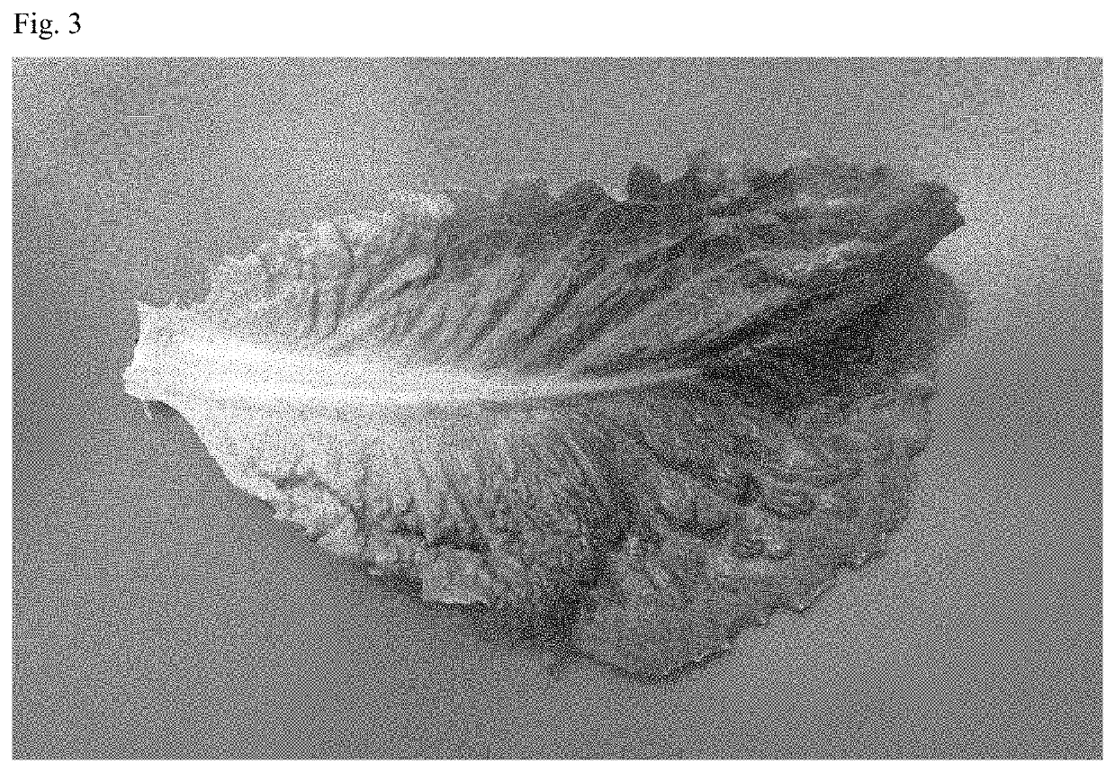 Lettuce variety 41-277 RZ