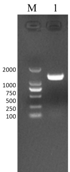 Competitive ELISA antibody detection kit for infectious bovine rhinotracheitis virus and application thereof