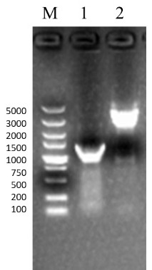 Competitive ELISA antibody detection kit for infectious bovine rhinotracheitis virus and application thereof