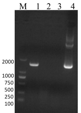 Competitive ELISA antibody detection kit for infectious bovine rhinotracheitis virus and application thereof