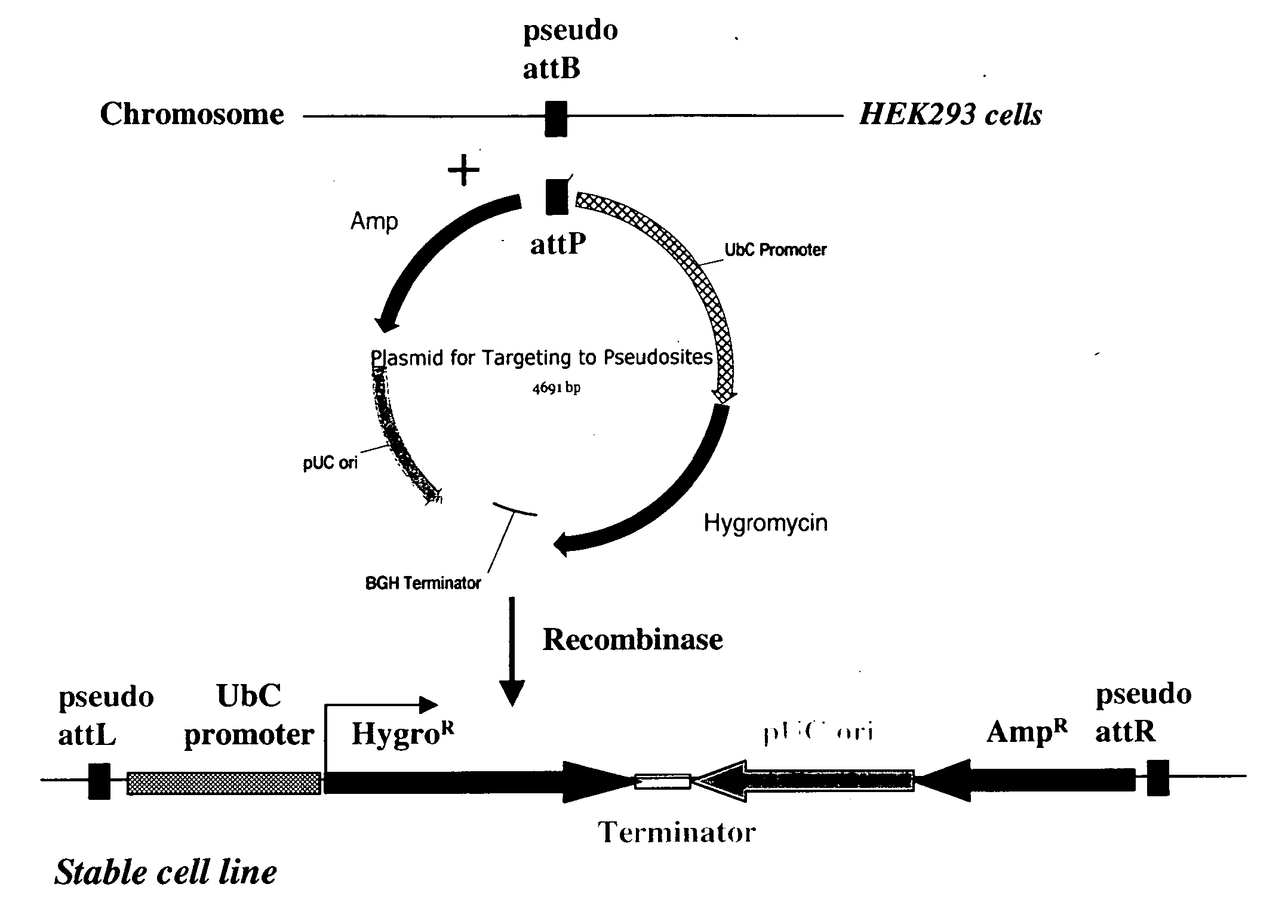 Site-specific serine recombinases and methods of their use