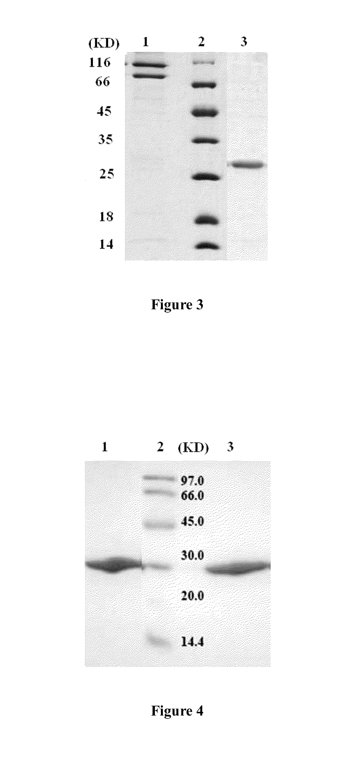 Therapeutic TRAIL fusion protein and preparation and use thereof