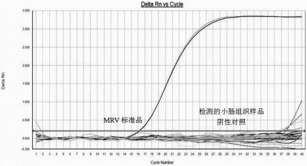 Primer pair, probe, kit and method for detecting murine rotavirus by adopting fluorescence quantitative RT-PCR (reverse transcription-polymerase chain reaction)