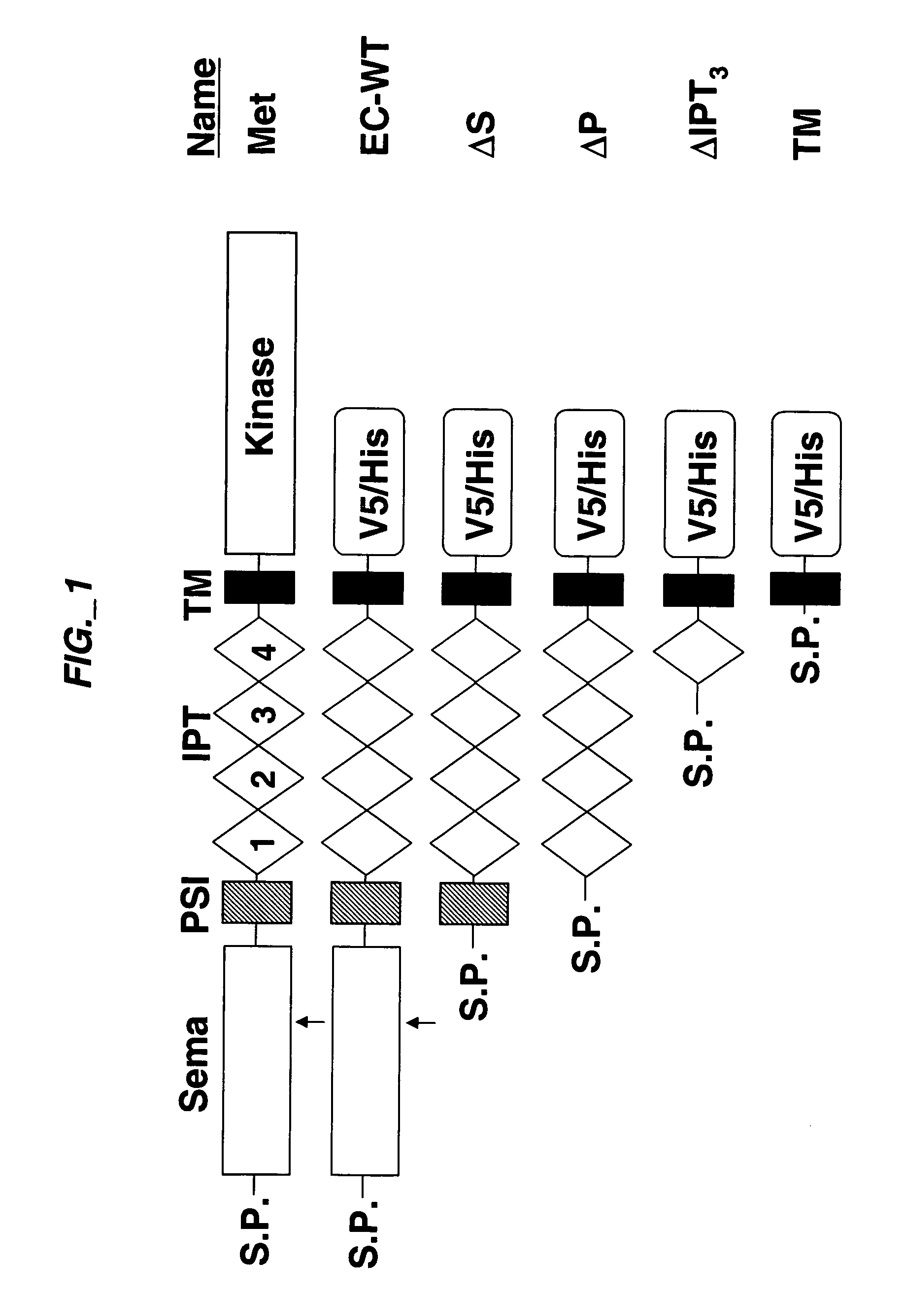 Methods and compositions for inhibiting c-met dimerization and activation