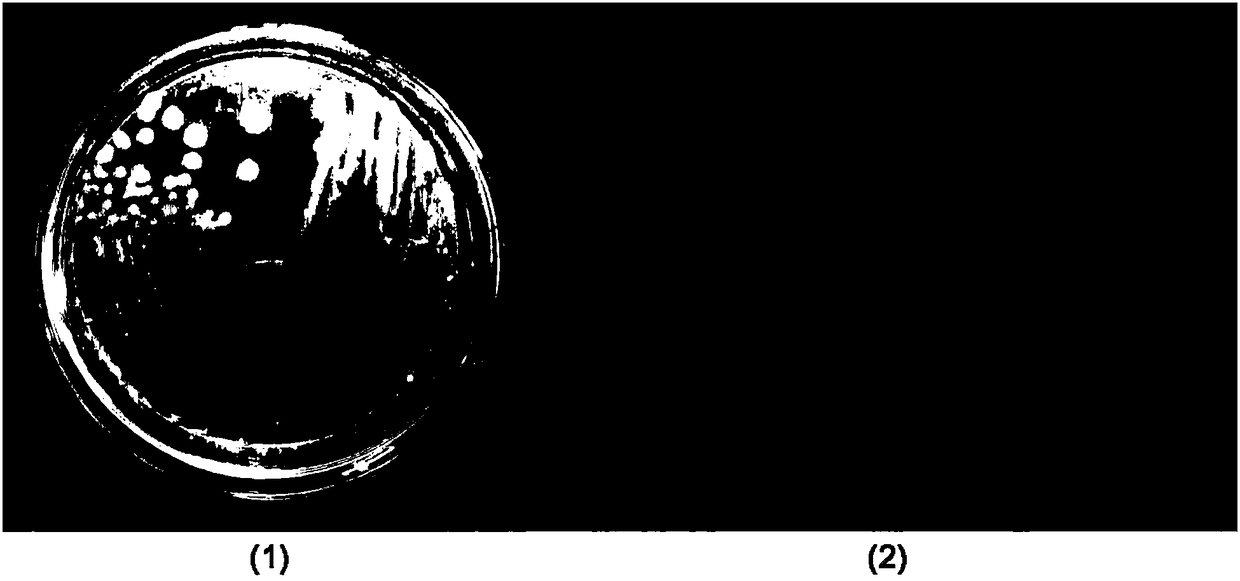 Raoultella sp. and application thereof in pyrene-Cr(VI) composite pollution co-detoxication