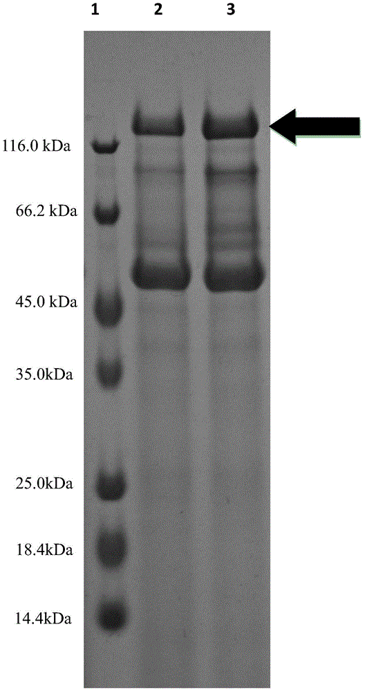 Strain for producing alpha-transglucosidase and application thereof