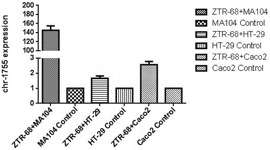 Rotavirus-encoded small RNA molecule regulating self proliferation