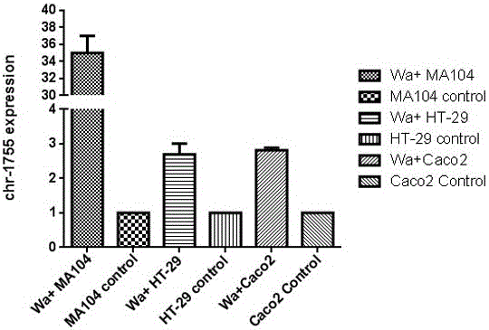 Rotavirus-encoded small RNA molecule regulating self proliferation