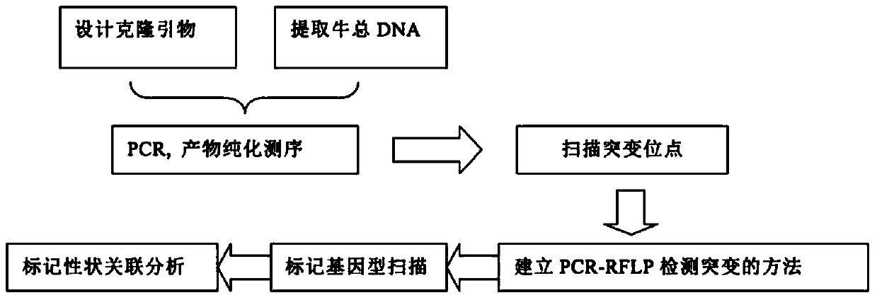 Application of a Molecular Marker in Association Analysis of Milk Yield and Protein Content Traits in Dairy Cows