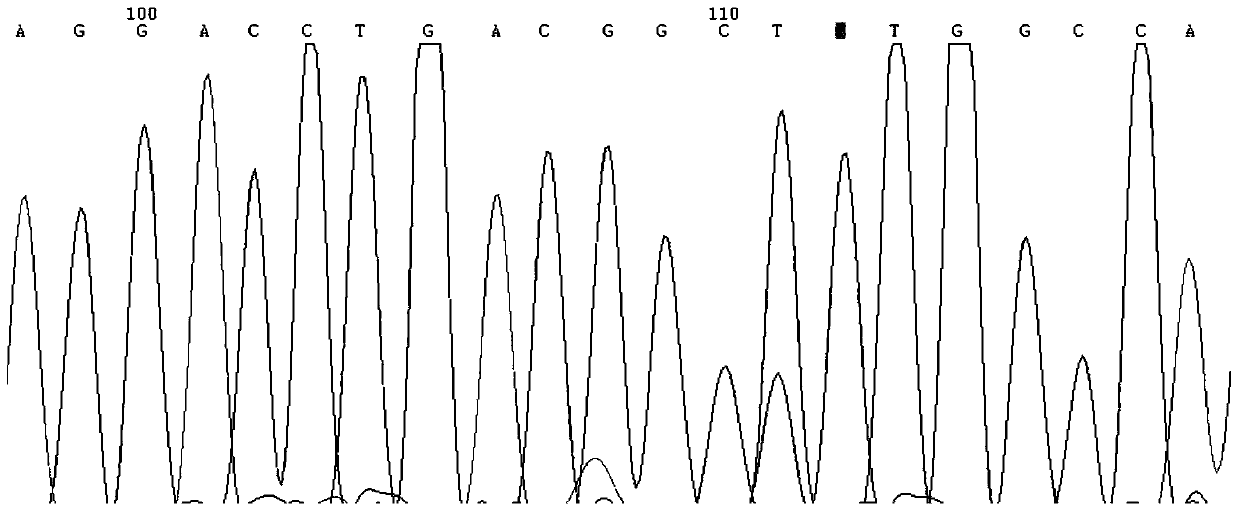 Application of a Molecular Marker in Association Analysis of Milk Yield and Protein Content Traits in Dairy Cows