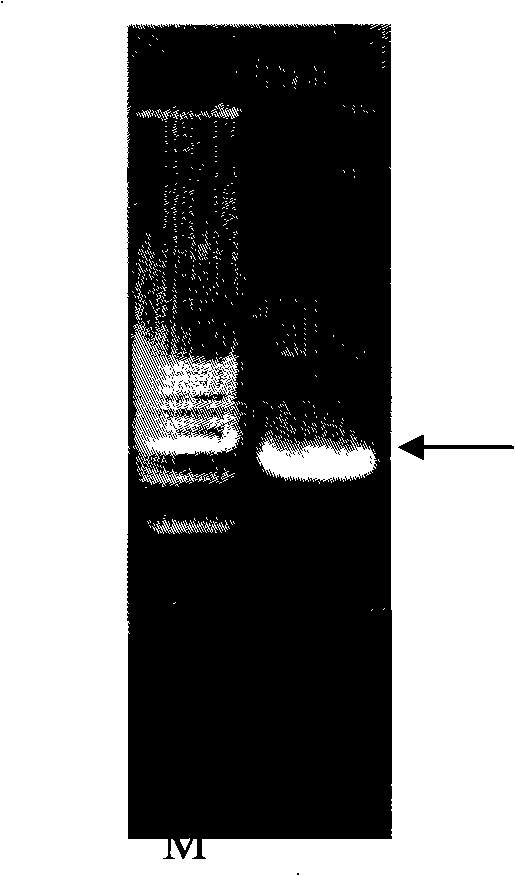 Wheat PDR type ABC transfer protein gene and encoded protein thereof