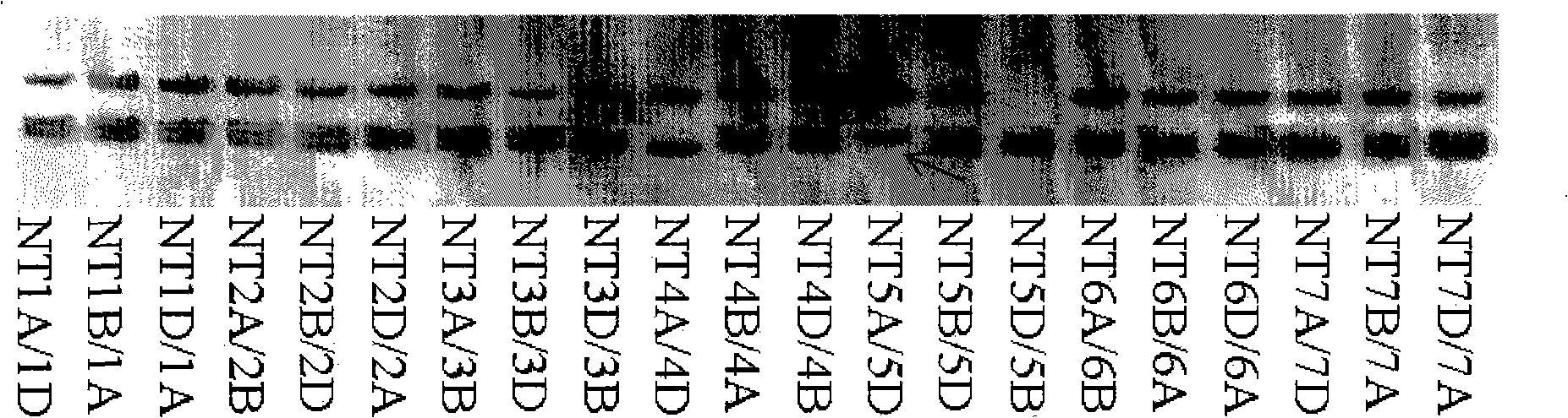 Wheat PDR type ABC transfer protein gene and encoded protein thereof