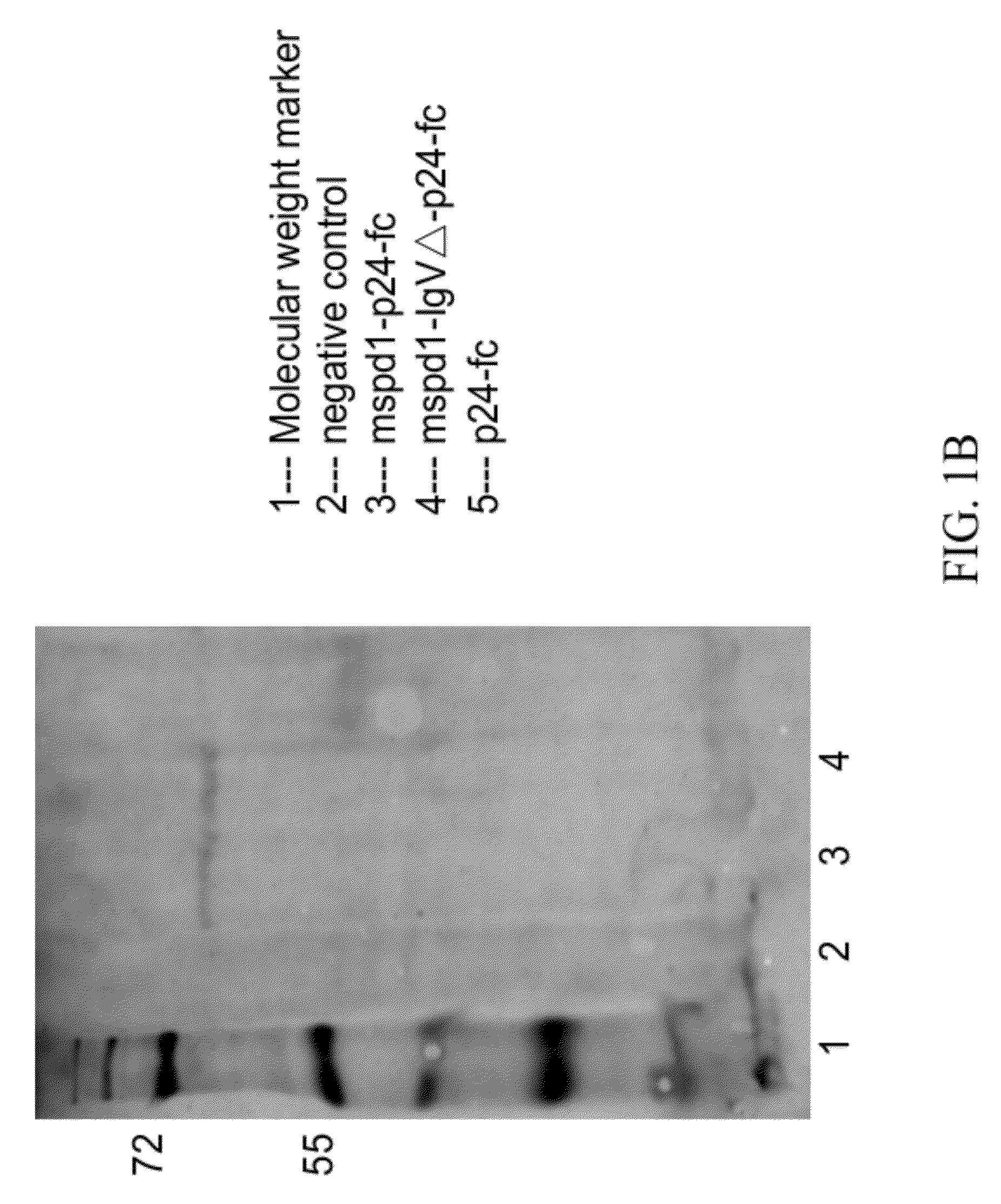 Soluble PD-1 variants, fusion constructs, and uses thereof