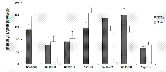 Rabies virus glycoprotein and nucleoprotein antigen epitope polypeptides, and screening and identification method and application thereof