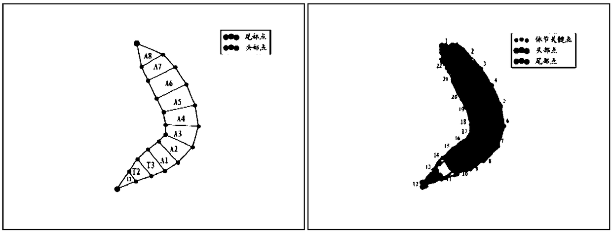 Drosophila larva body segment key point positioning method based on cascade posture regression