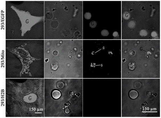 Cell membrane particle expressing parafusin and preparation and application of particle