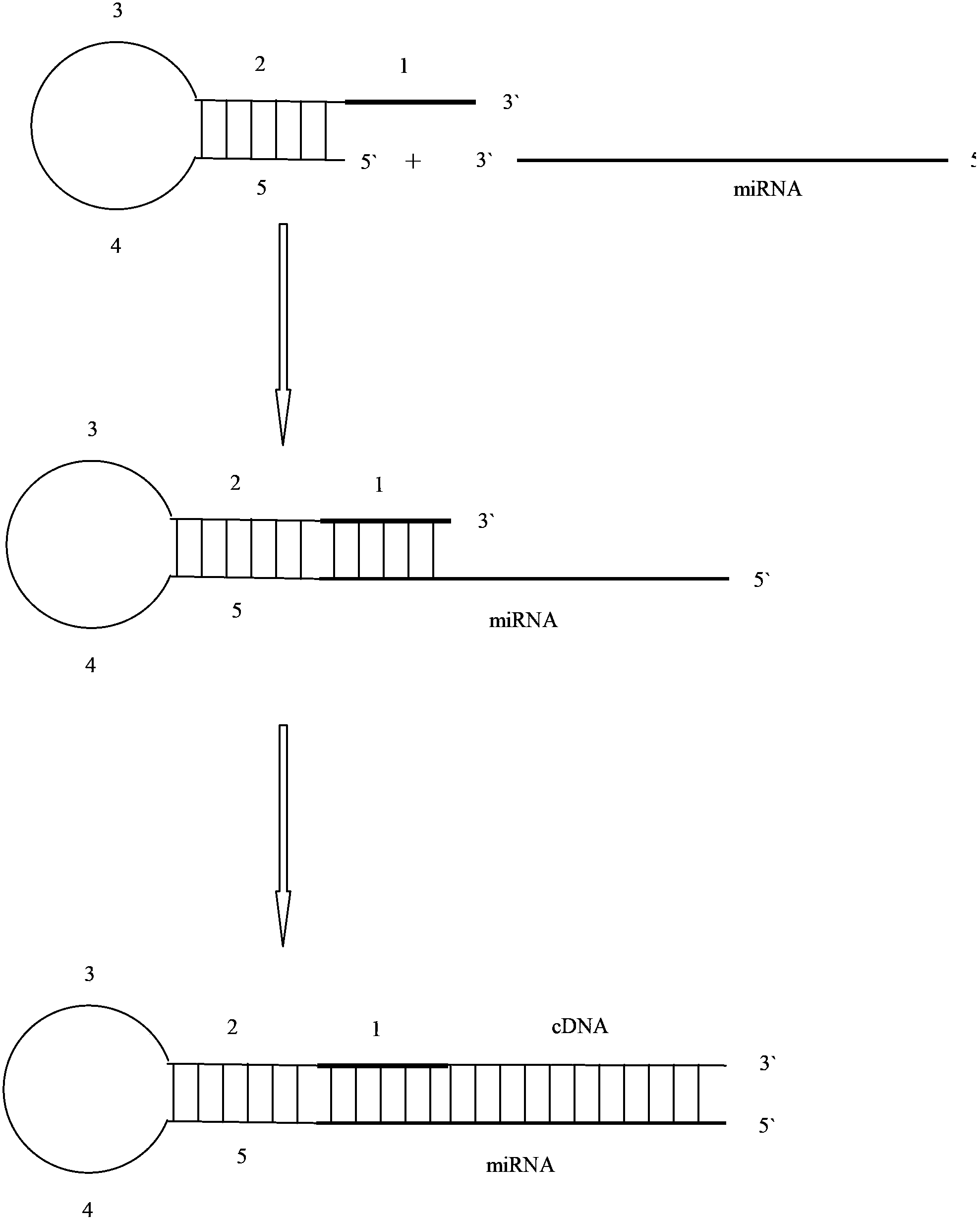 Primer for amplifying short-chain RNA (ribonucleic acid) and related method thereof