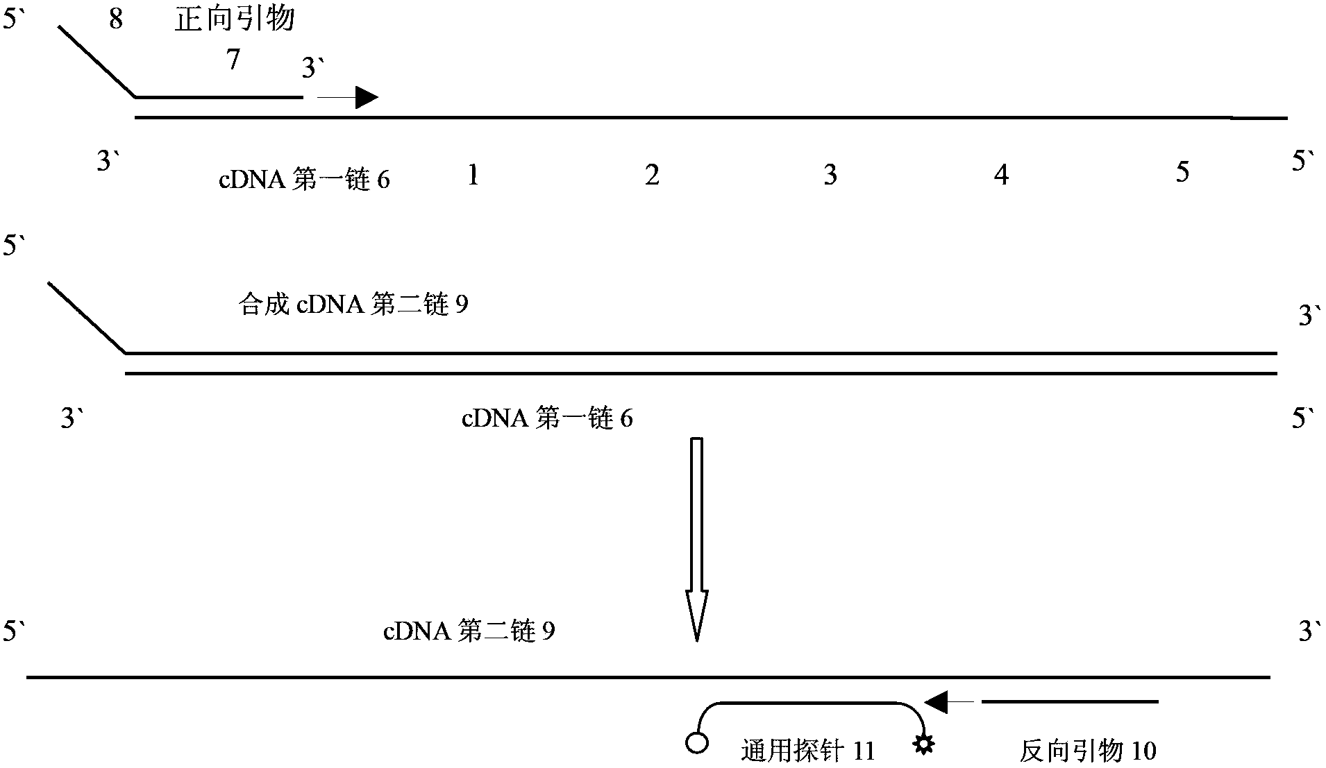 Primer for amplifying short-chain RNA (ribonucleic acid) and related method thereof