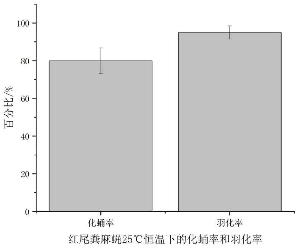 Artificial feed for adult and larva of red-cauda droppa as well as preparation method and artificial feeding method of red-cauda droppa