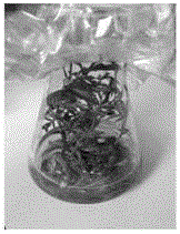 Method for rapidly propagating fraxinus mandshurica by utilizing suspension culture technology