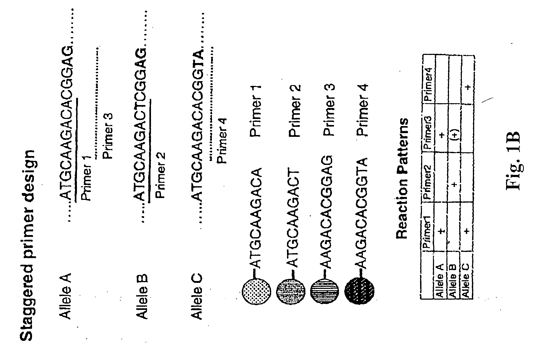 Multiplexed analysis of polymorphic loci by concurrent interrogation and enzyme-mediated detection